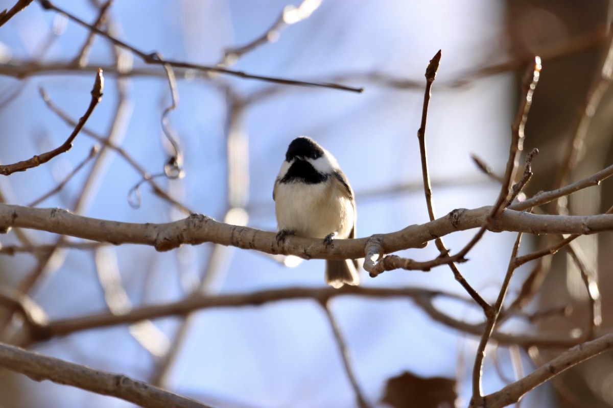 Black-capped Chickadee - William Going