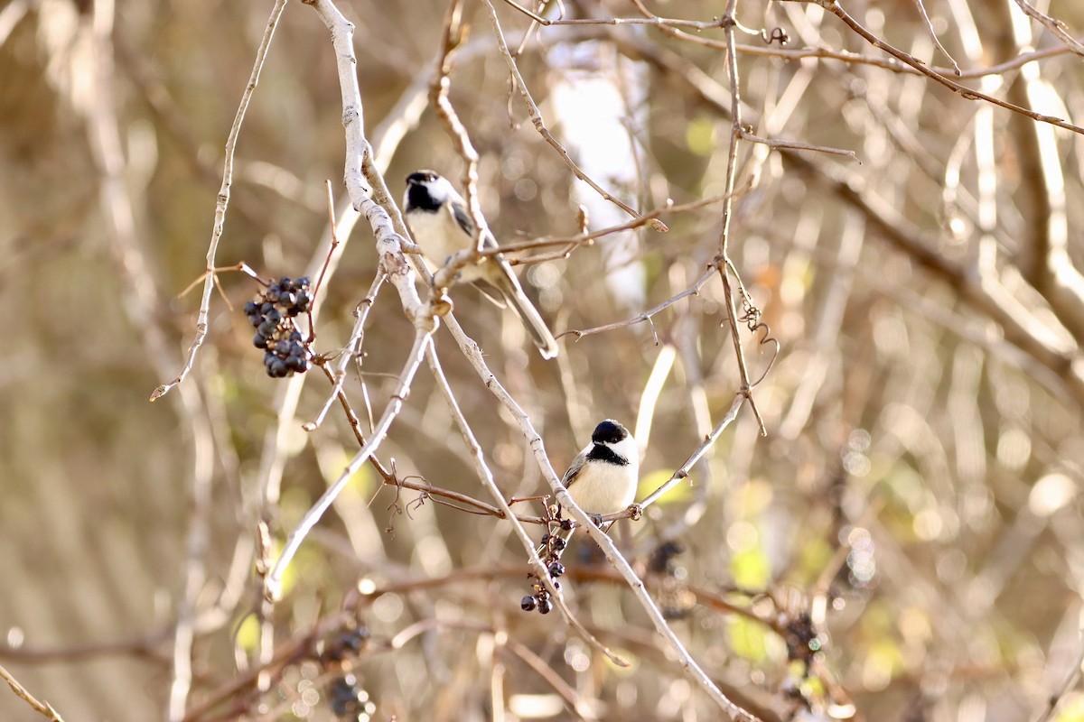 Black-capped Chickadee - William Going