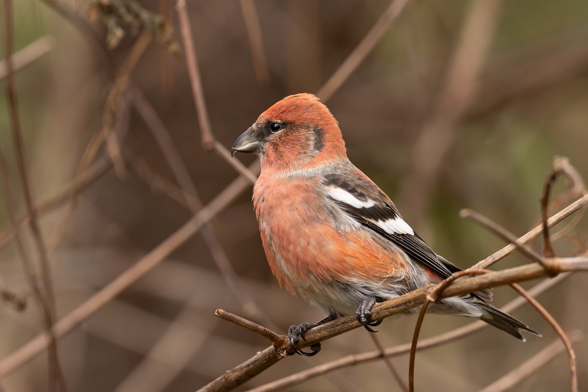 White-winged Crossbill (Eurasian) - Kasia & Takashi Someya