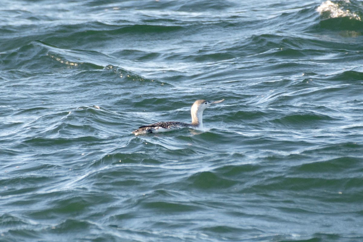 Red-throated Loon - ML611036470