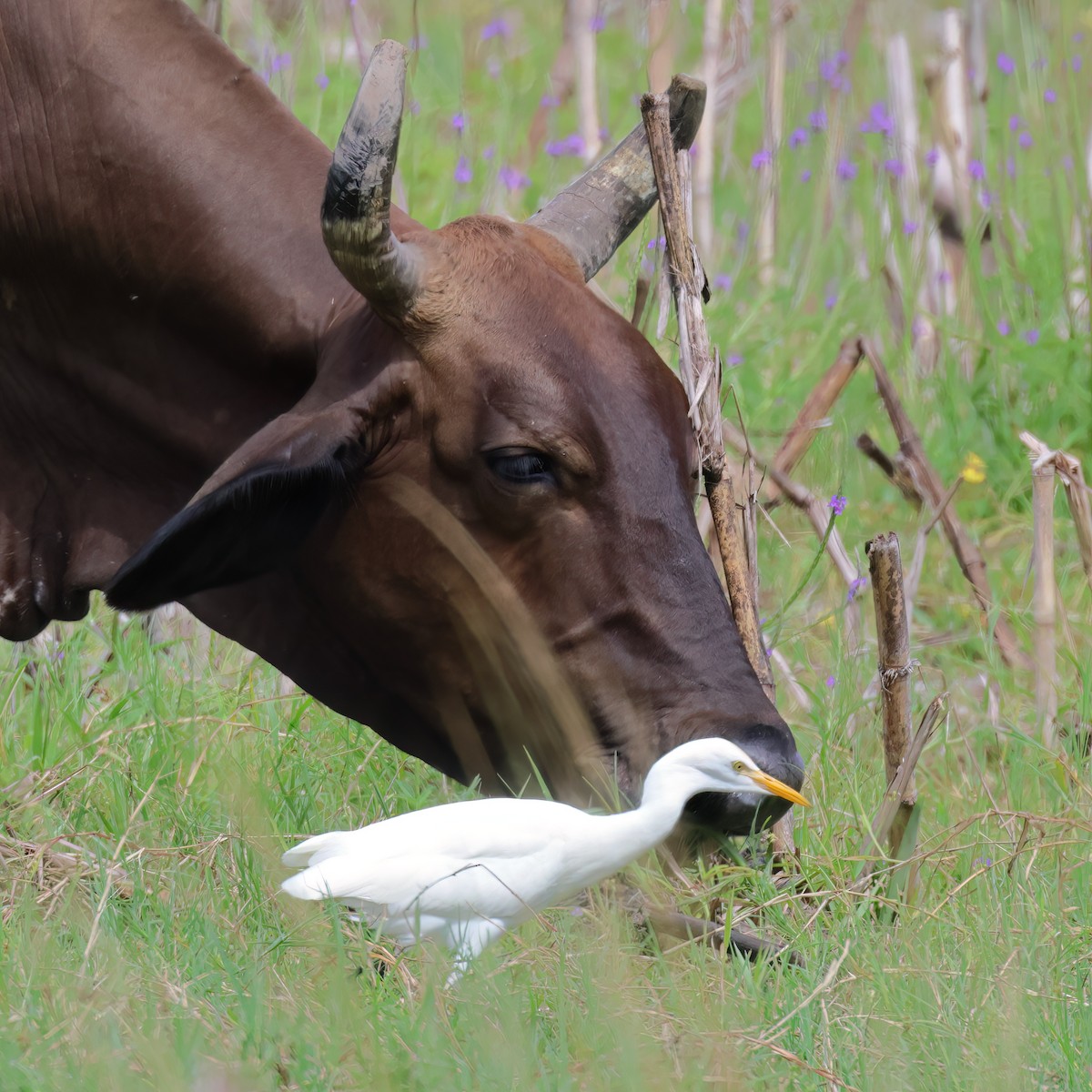 Western Cattle Egret - ML611036504