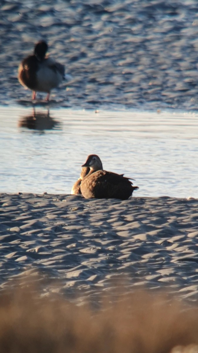 King Eider - Léo Roumieu