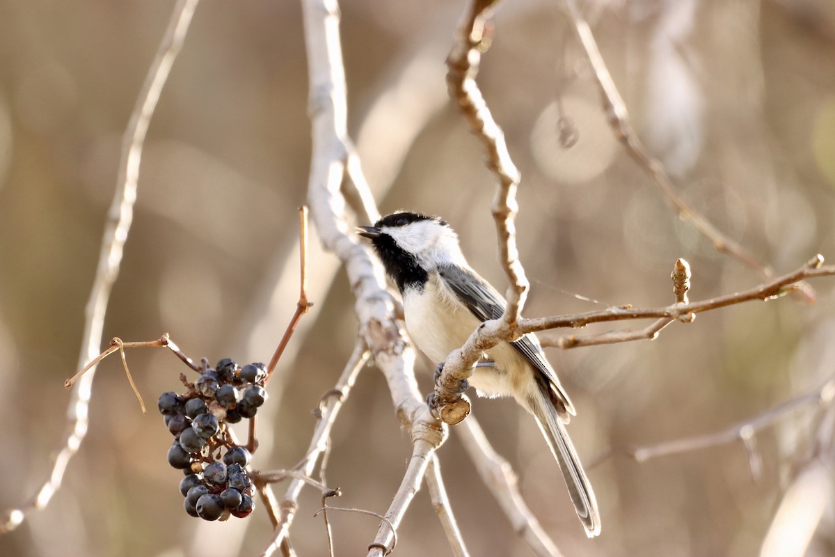 Black-capped Chickadee - William Going