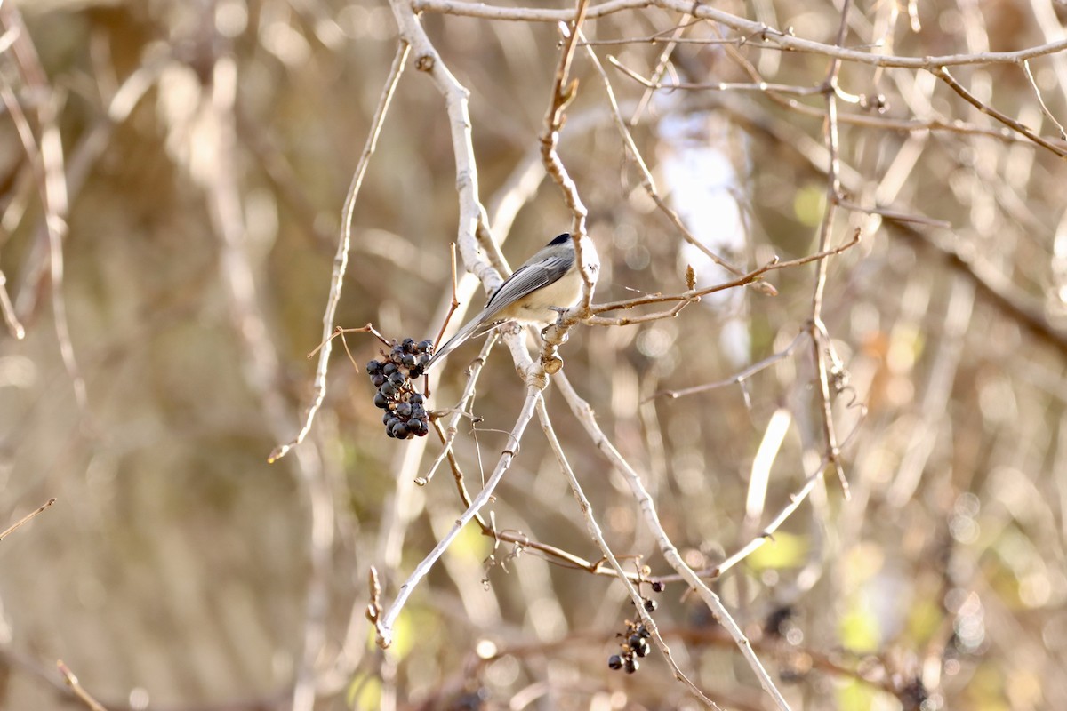 Black-capped Chickadee - William Going