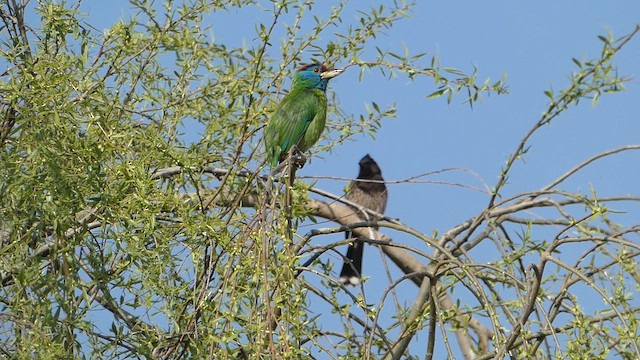 Mavi Boğazlı Barbet - ML611036564