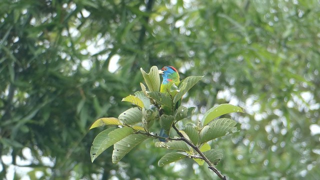 Blauwangen-Bartvogel - ML611036584