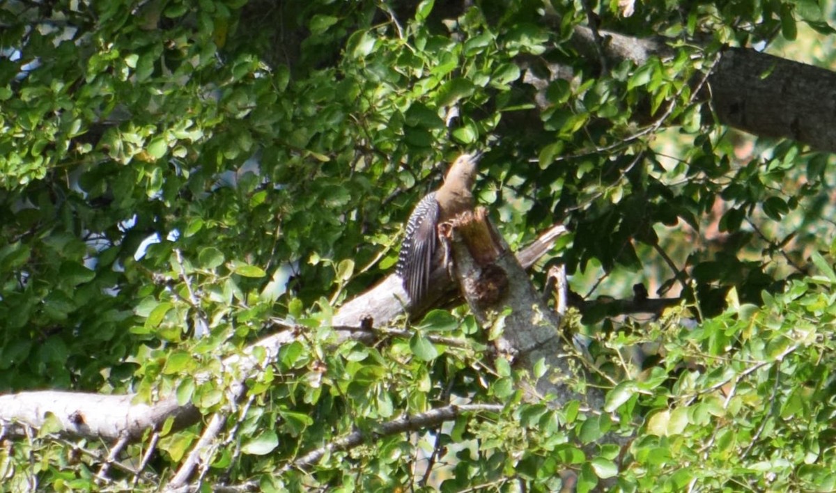 Golden-fronted Woodpecker - ML611036604