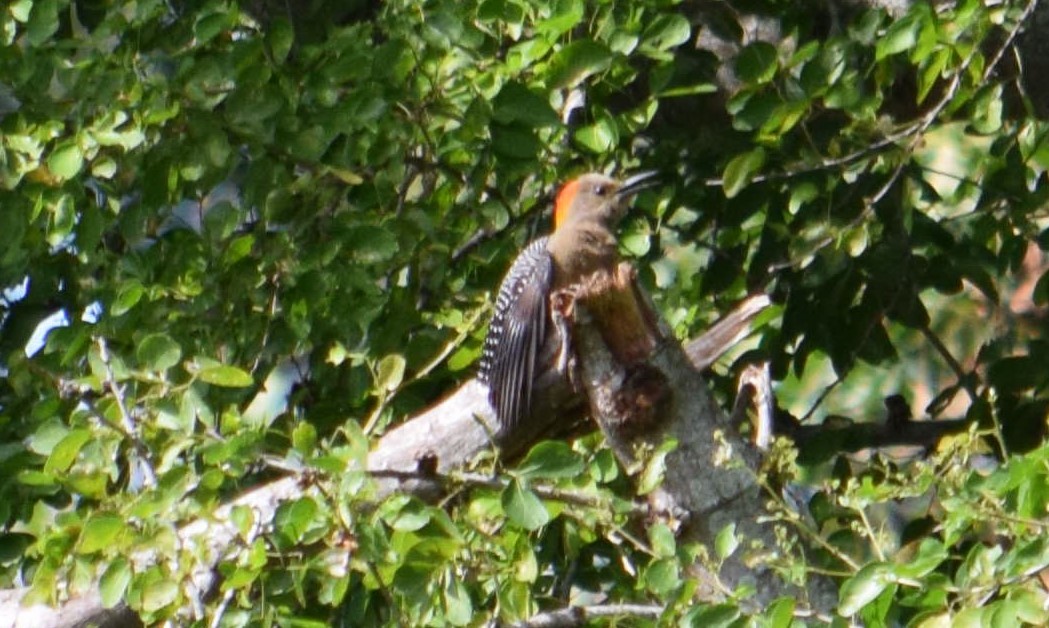 Golden-fronted Woodpecker - ML611036605