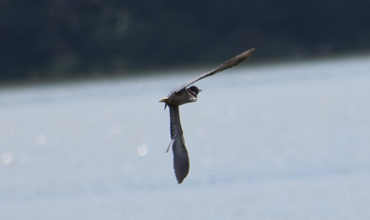 Green Heron - Nestor Herrera