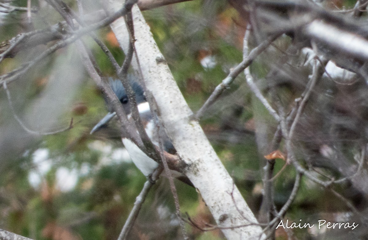 Belted Kingfisher - ML611036615