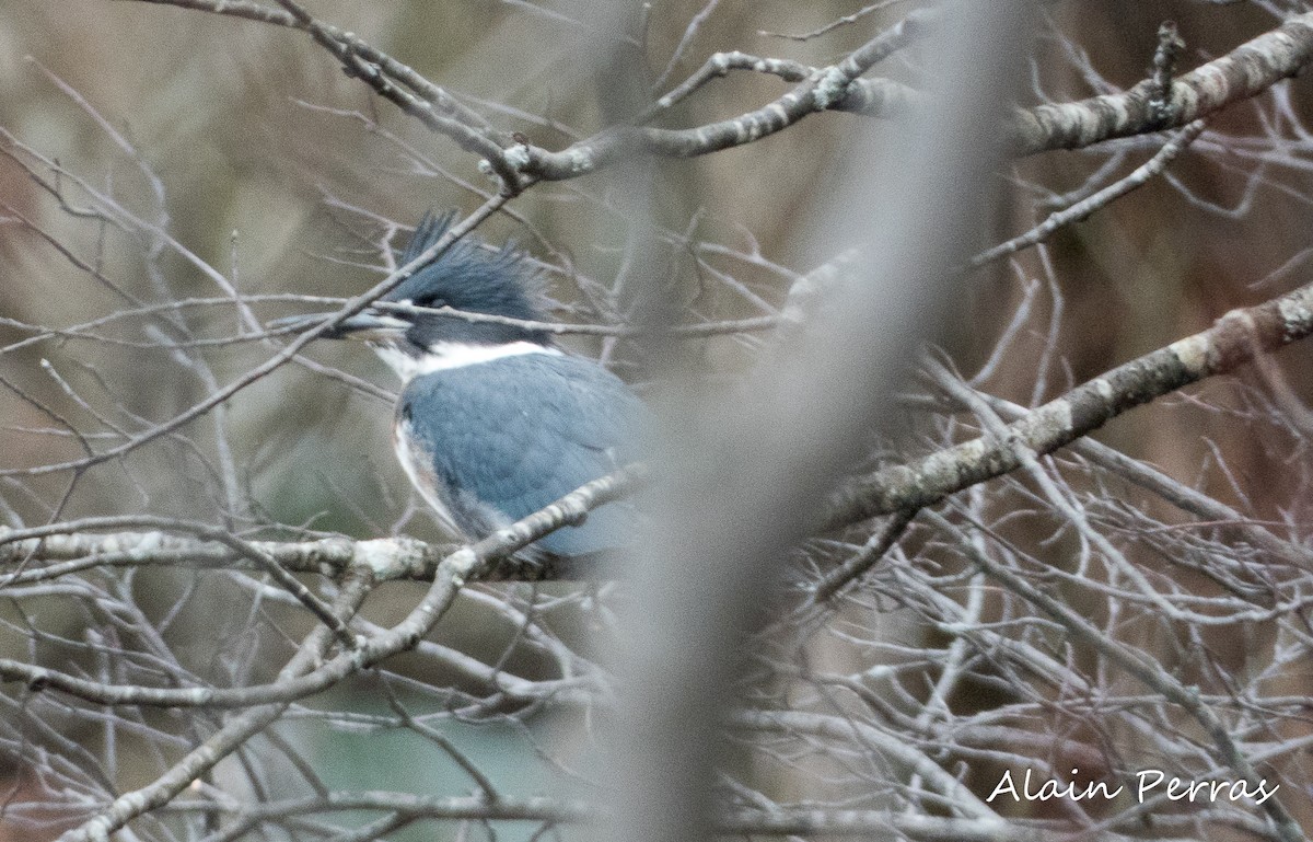 Belted Kingfisher - Alain Perras