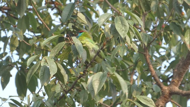 Blauwangen-Bartvogel - ML611036622