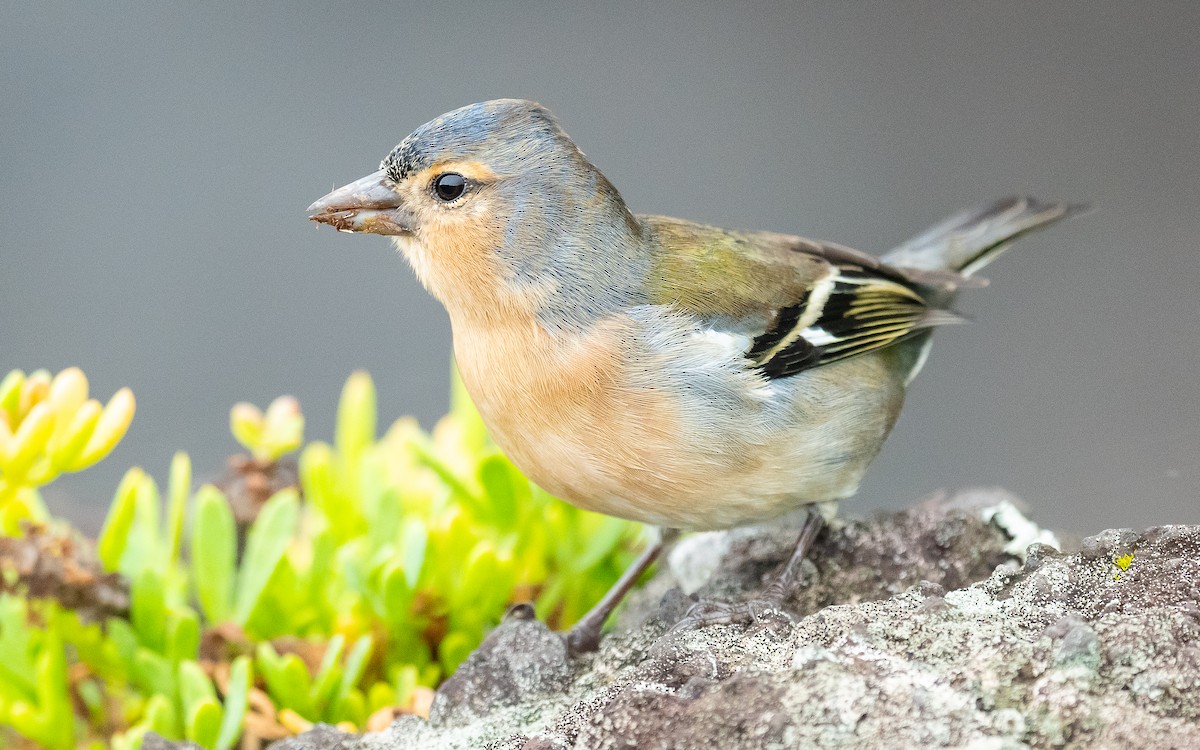 Azores Chaffinch - ML611036624