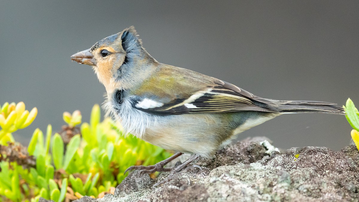 Azores Chaffinch - Jean-Louis  Carlo