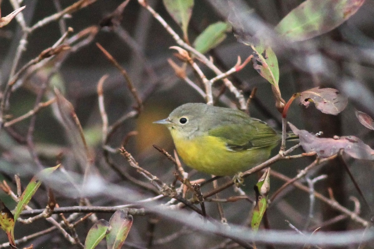 Nashville Warbler - Harold Forsyth