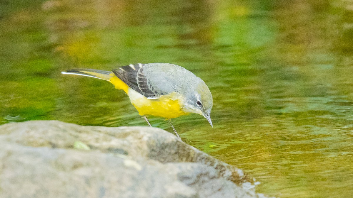 Gray Wagtail - ML611036628