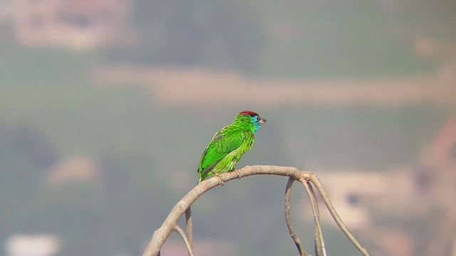 Blauwangen-Bartvogel - ML611036634