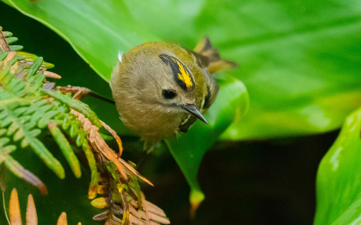 Goldcrest (Western Azores) - ML611036636