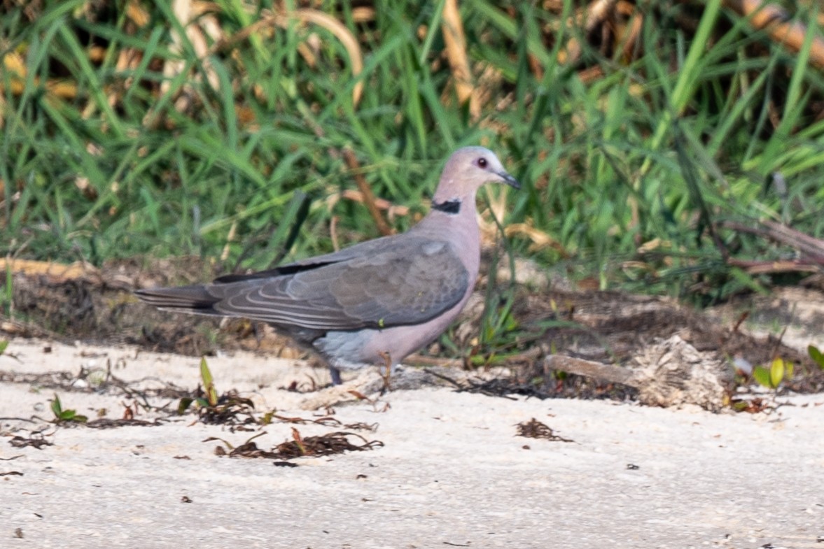 Red-eyed Dove - ML611036644