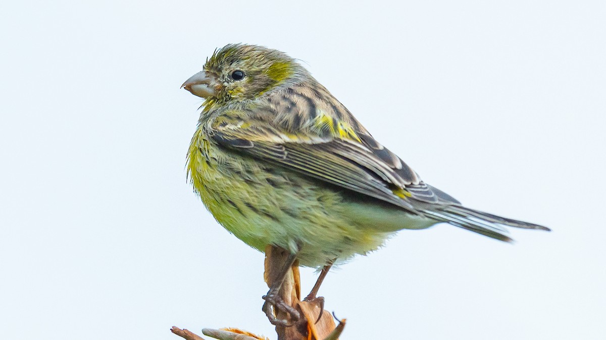 Island Canary - ML611036662