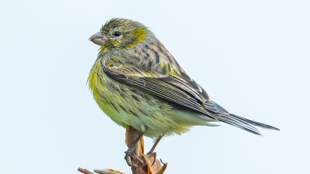 Island Canary - ML611036663