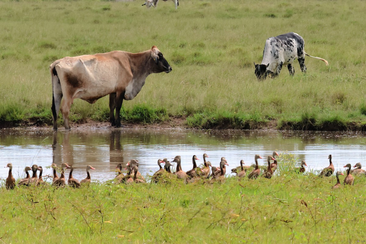 Black-bellied Whistling-Duck - ML611036665