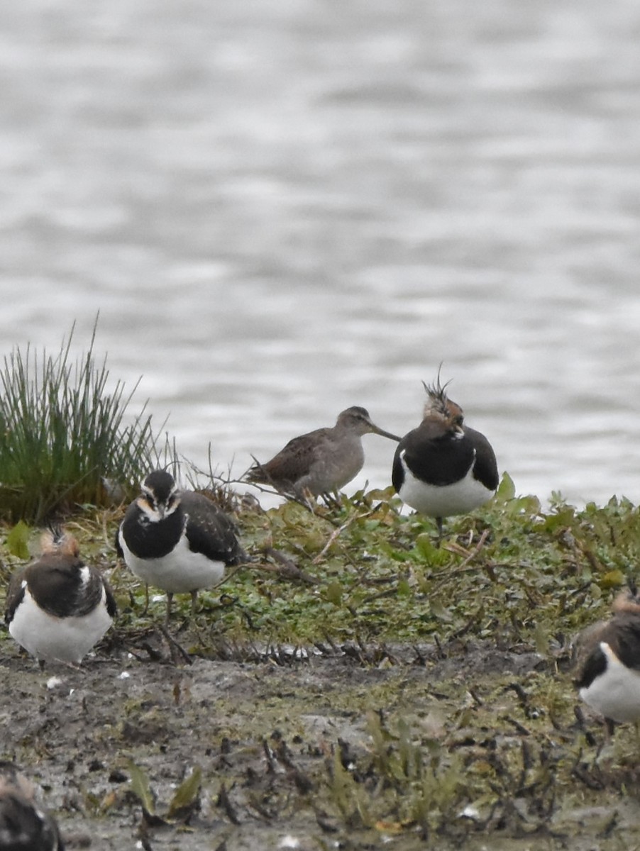 Long-billed Dowitcher - Job De Bruycker