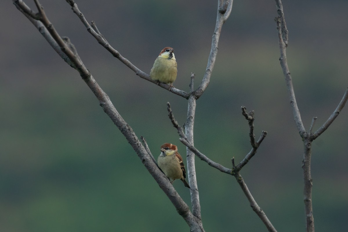 Russet Sparrow - Sidharth Srinivasan