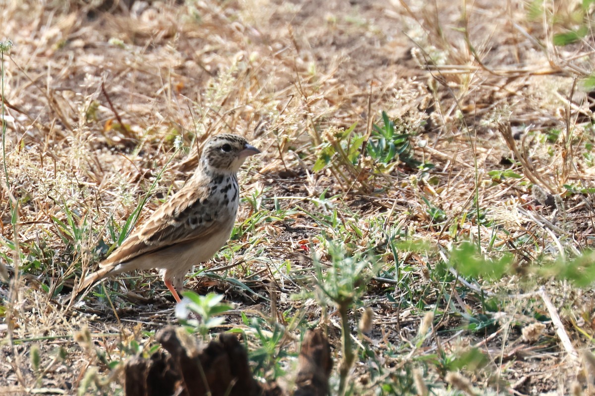 Indian Bushlark - ML611036832