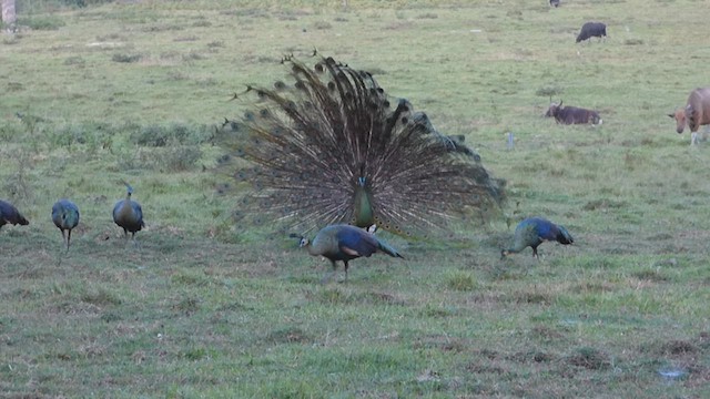 Green Peafowl - ML611036865