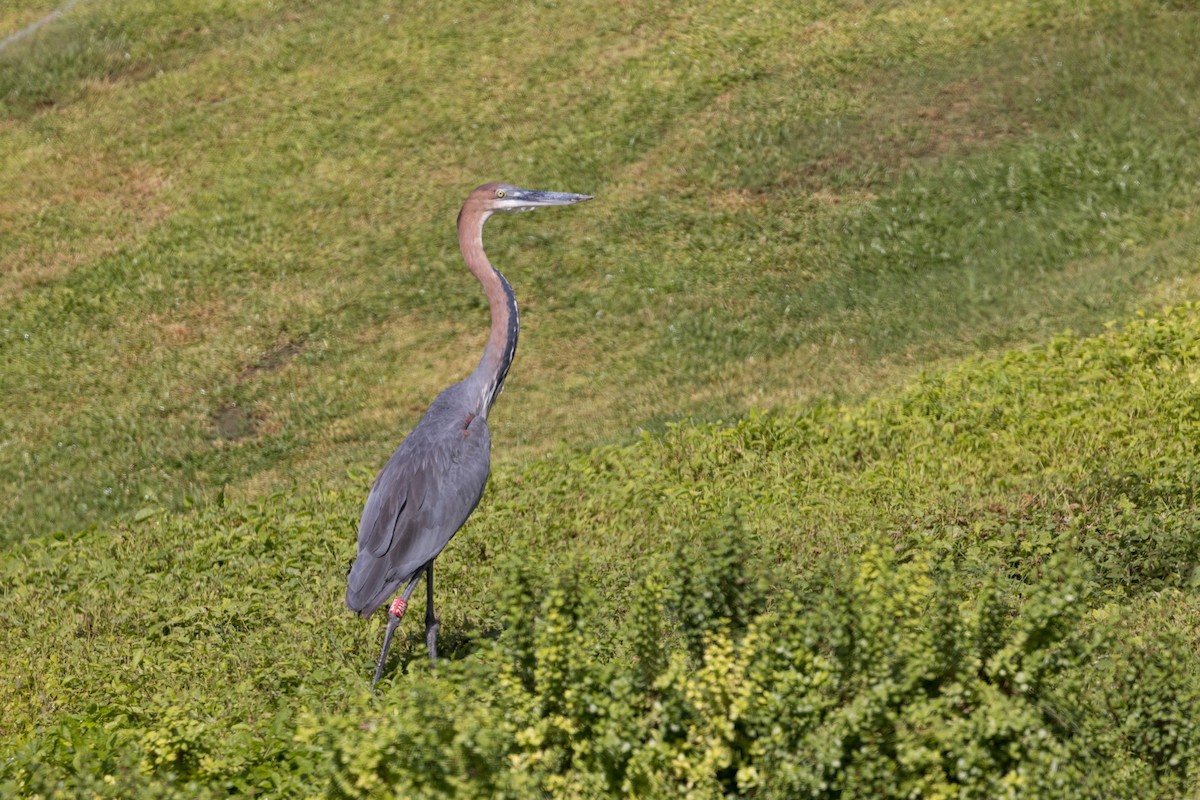 Goliath Heron - Gary Burns