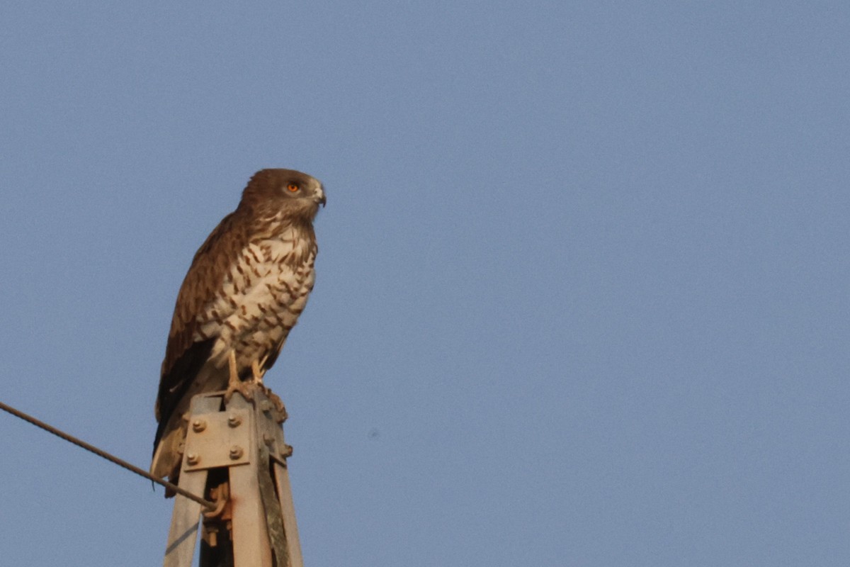 Short-toed Snake-Eagle - ML611036932