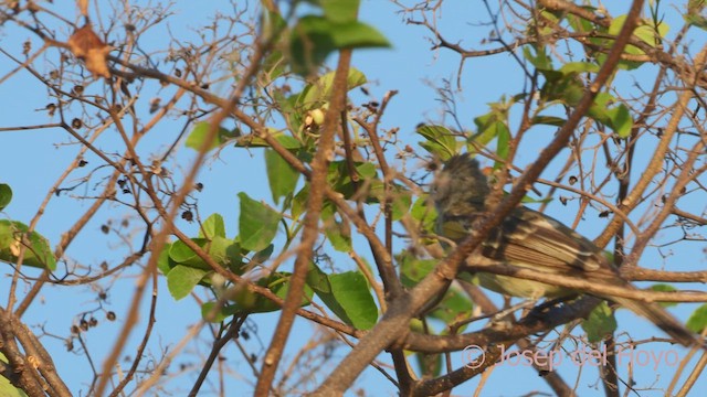 Yellow-bellied Elaenia - ML611036955