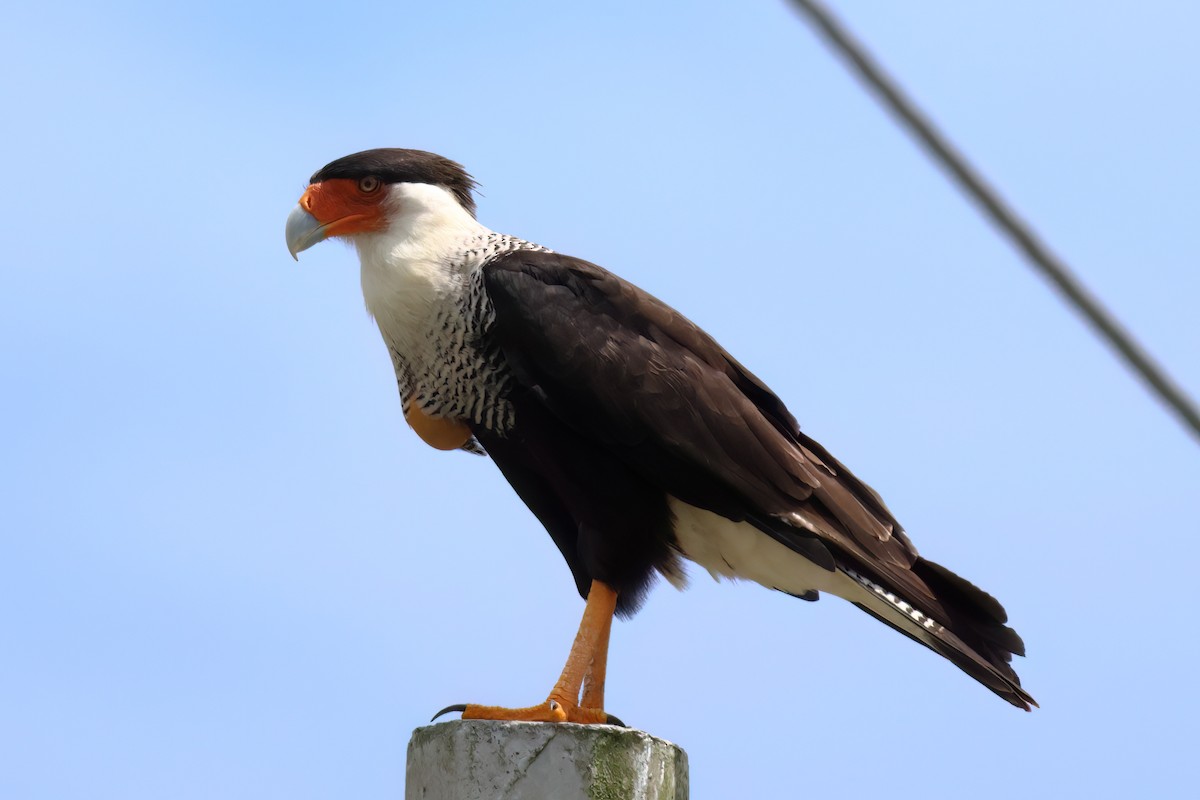 Crested Caracara - ML611037075