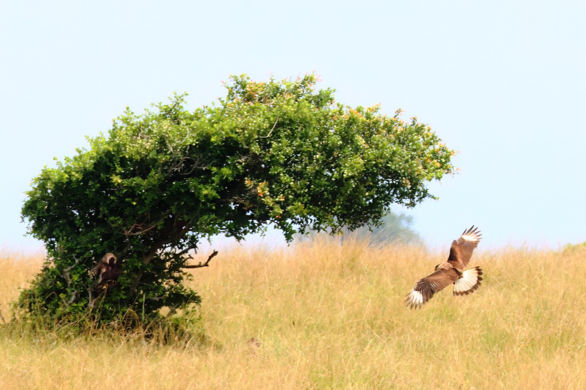 Crested Caracara - ML611037076