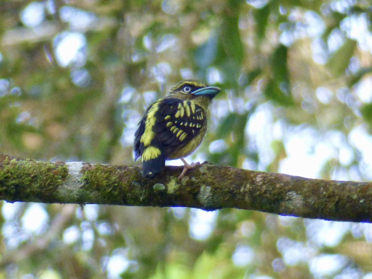 Banded Broadbill (Javan) - ML611037133