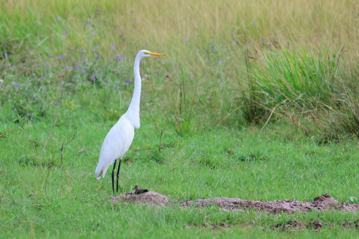 Grande Aigrette - ML611037150