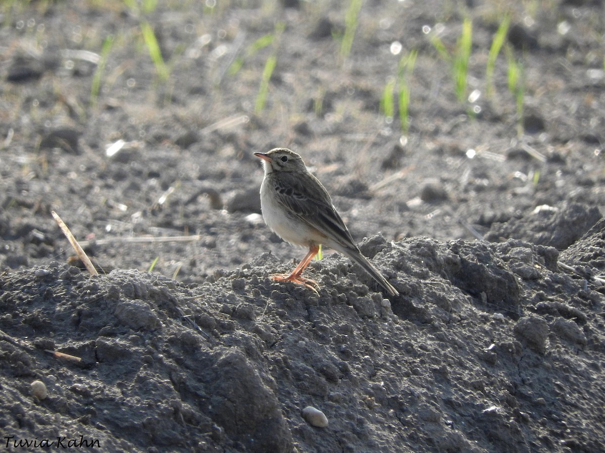 Richard's Pipit - ML611037229