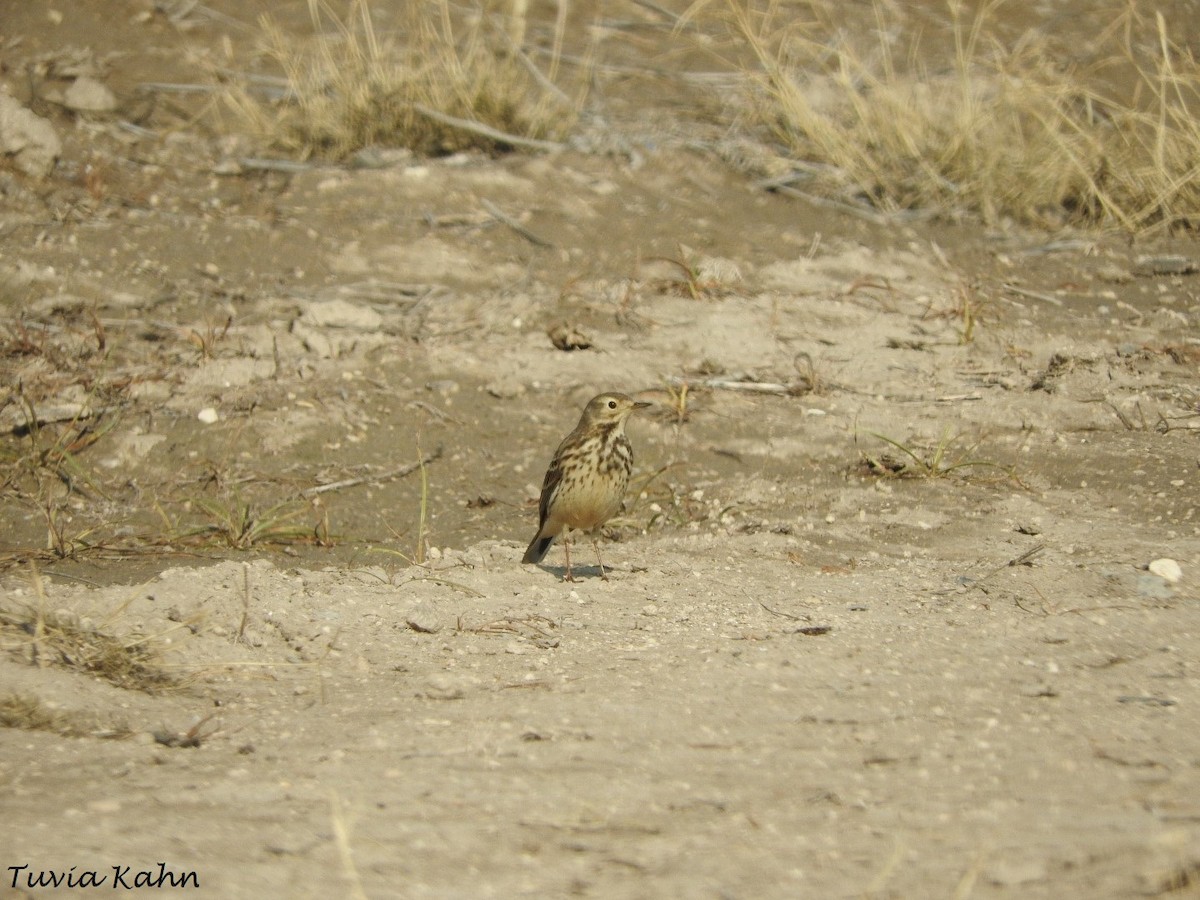 American Pipit (japonicus) - ML611037258