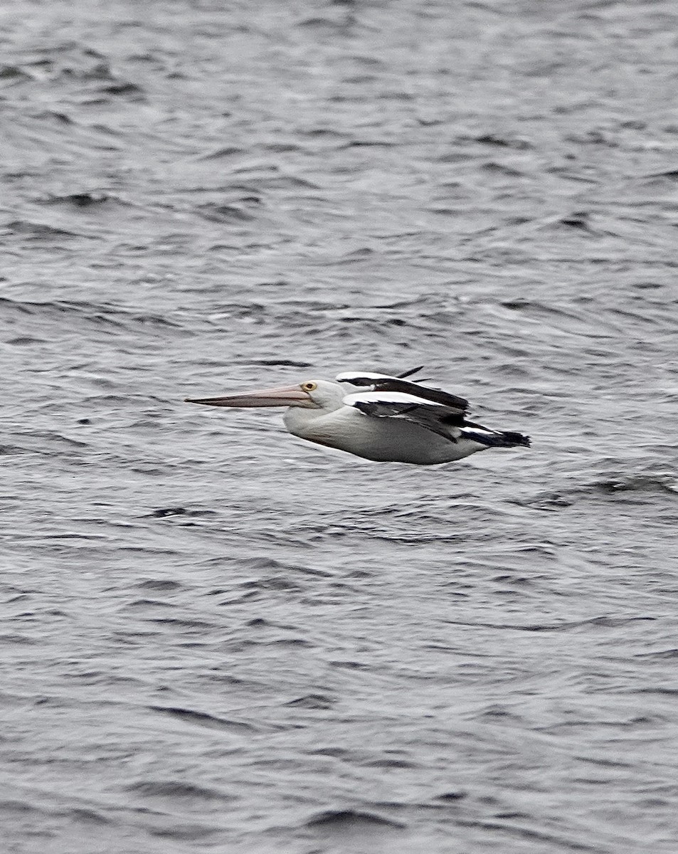 Australian Pelican - ML611037273
