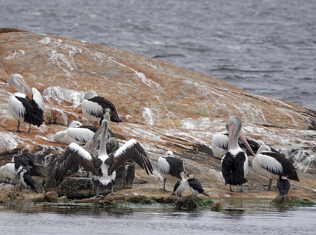 Australian Pelican - ML611037274