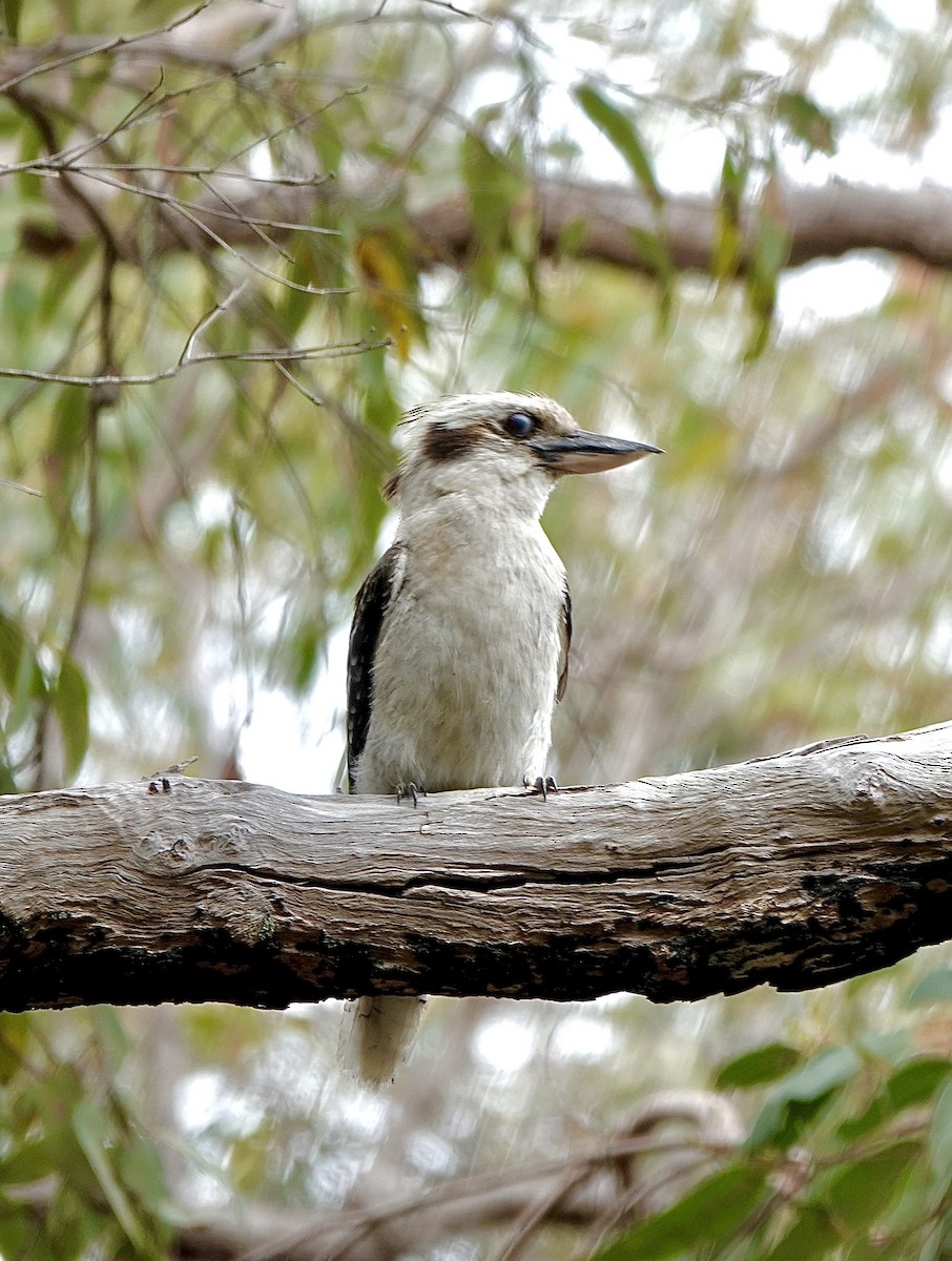 Laughing Kookaburra - ML611037277