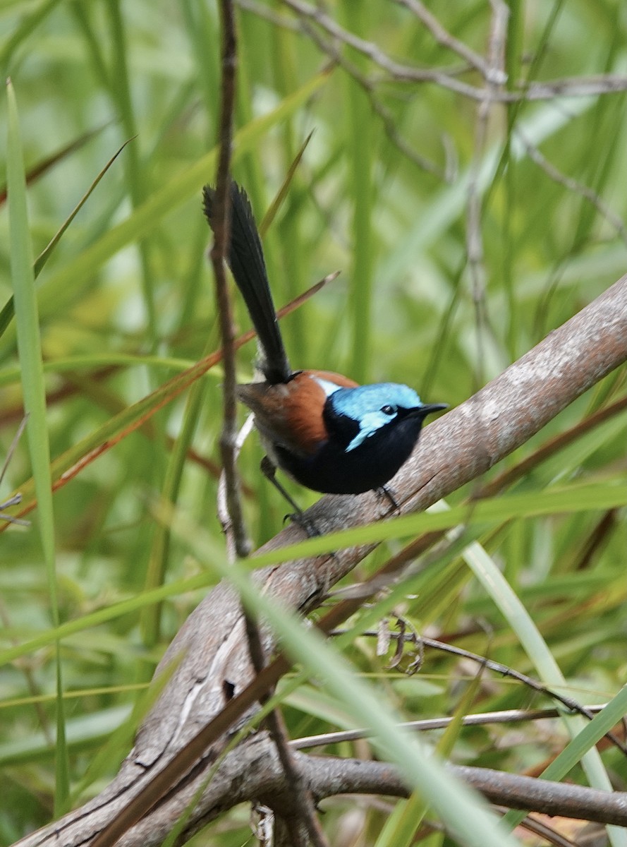 Red-winged Fairywren - ML611037281