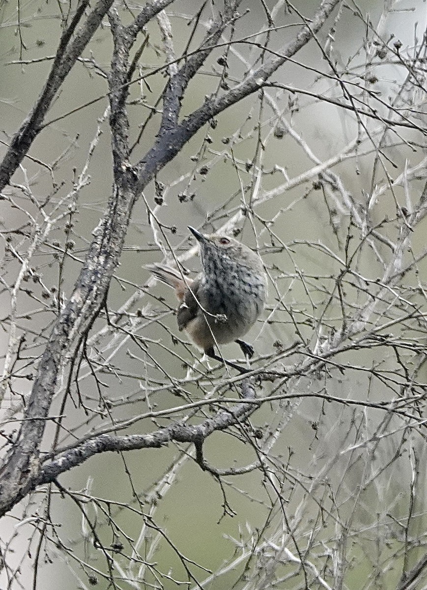 Inland Thornbill - ML611037285