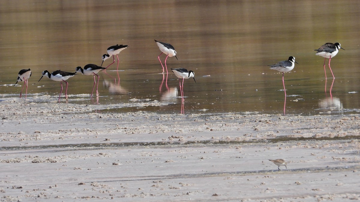 Black-necked Stilt (White-backed) - ML611037290