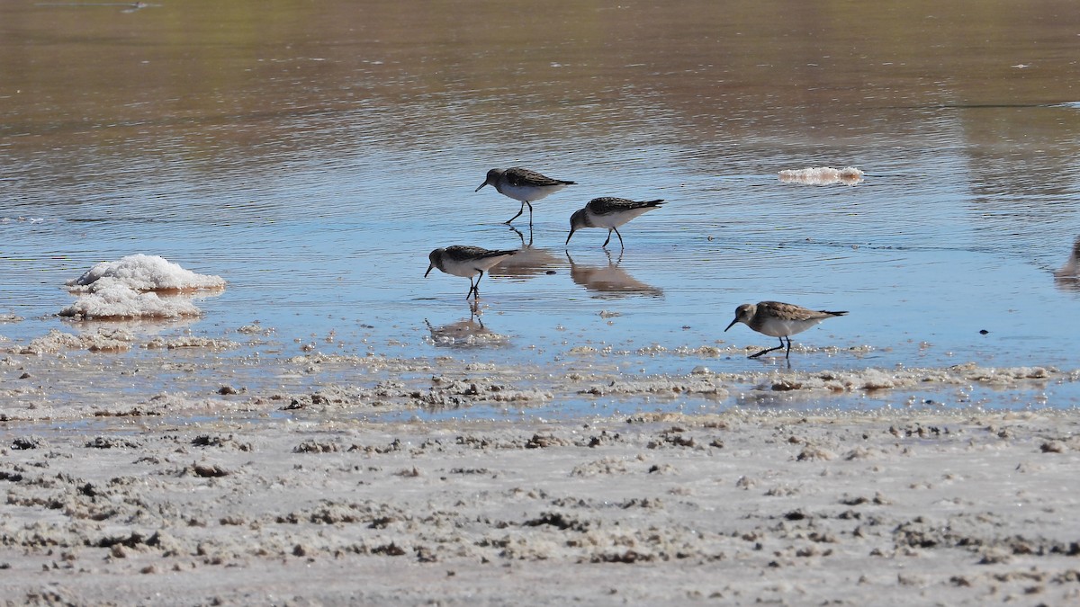 passerine sp. - ML611037298