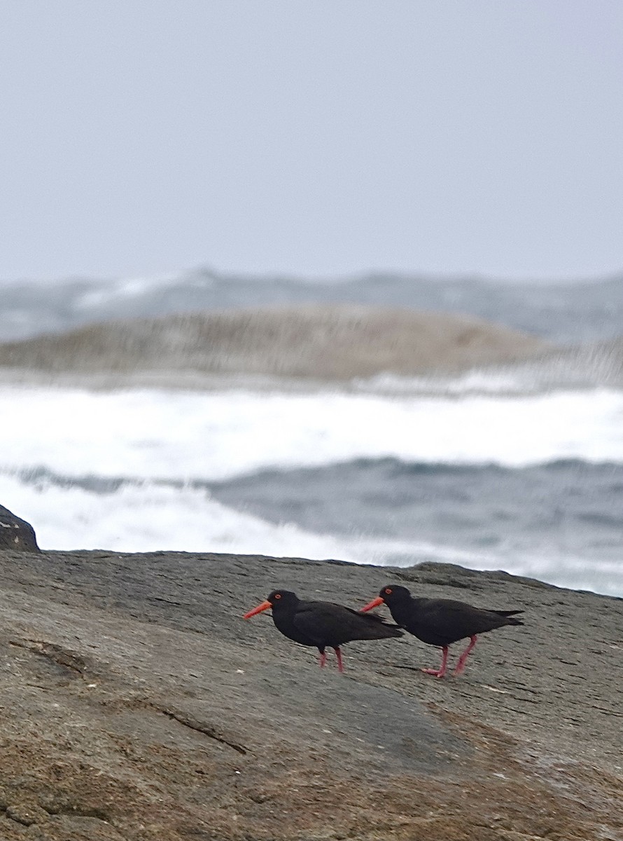 Sooty Oystercatcher - ML611037301