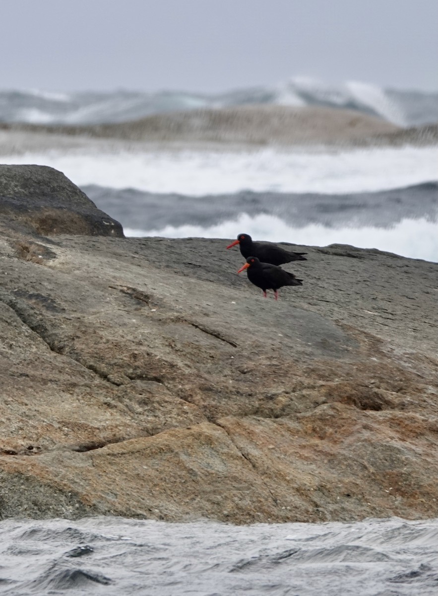 Sooty Oystercatcher - ML611037302
