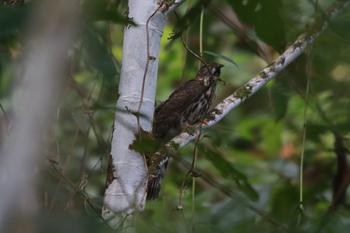 Large Hawk-Cuckoo - ML611037312