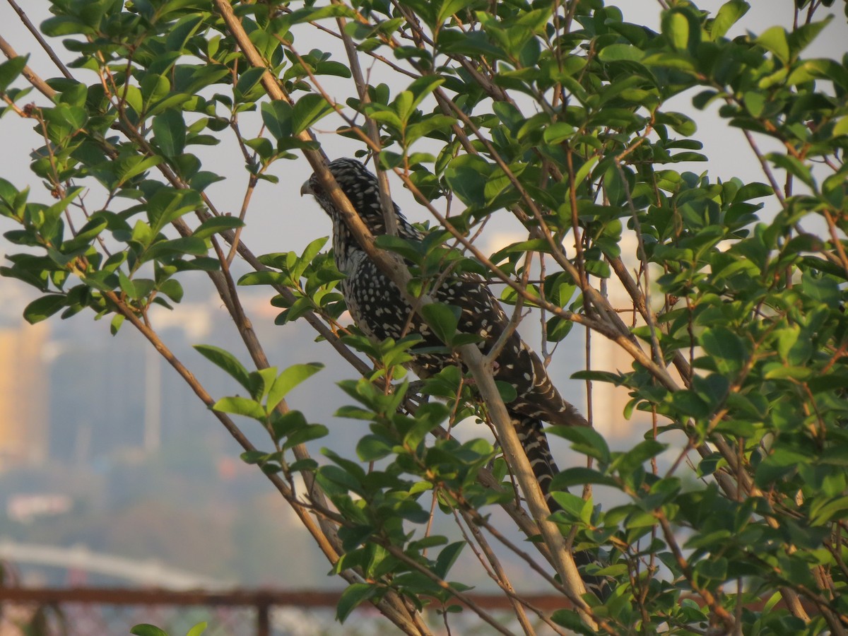 grønnebbkoel - ML611037362